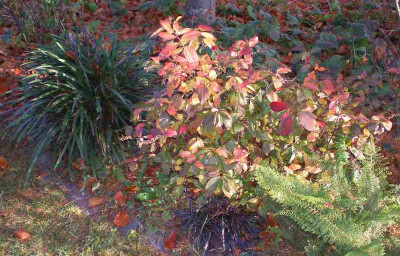 herbstiteavirg.jpg