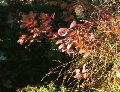 herbstcotinuscoggygria.jpg