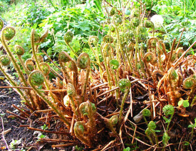 Dryopteris_Austrieb_0505.jpg