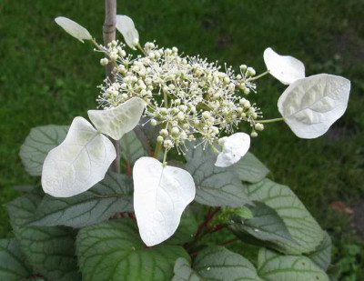 Schizophragma_hydrangeoides_Moonlight_640x480.jpg