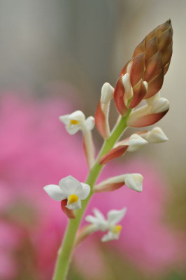 welche_Orchidee.JPG