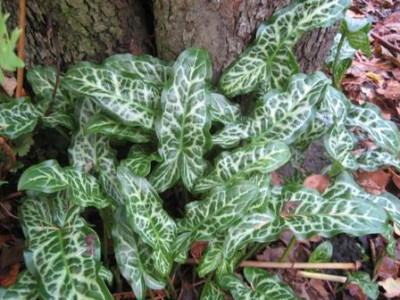 Arum_italicum0001.jpg