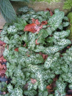 Arum_italicum002.jpg