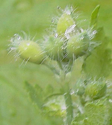 Schollkraut.jpg