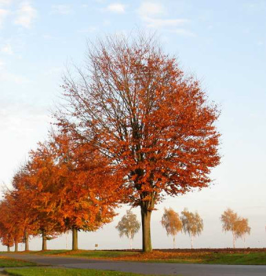 Herbstspaziergang_14_800x600.jpg