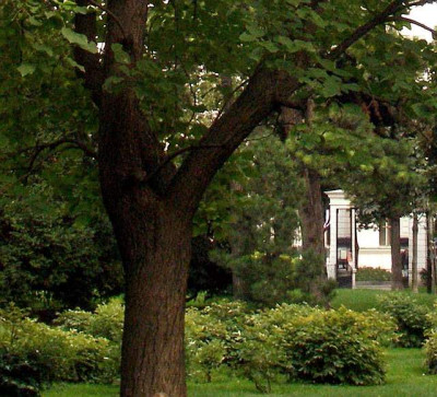 catalpe_vielleicht_stamm_2005-09.jpg