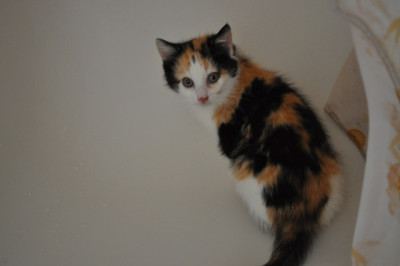 Fluffy3.jpg