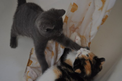 Katzenkinder4.jpg