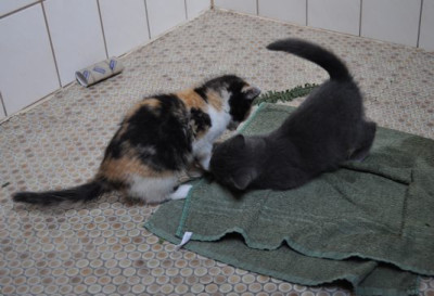 Katzenkinder1.jpg