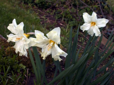 DSCN4251002.jpg