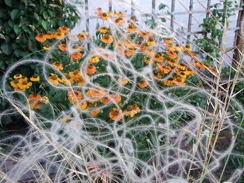 Stipa_barbata.jpg