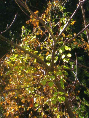 Clematis_Minuet_in_Mag._wiesnerii_IMG_7942.JPG