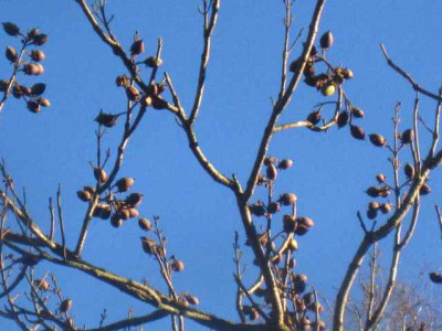 Paulownia_tomentosa_IMG_7901.JPG