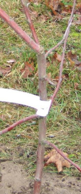 roter_boskoop001.JPG