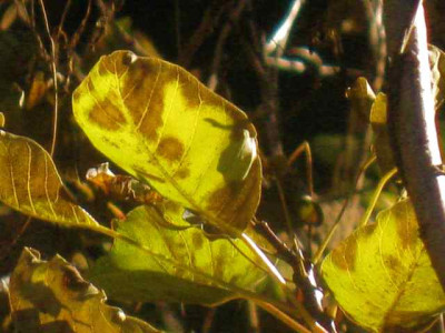 Cotinus_coggyria2_IMG_7938.JPG