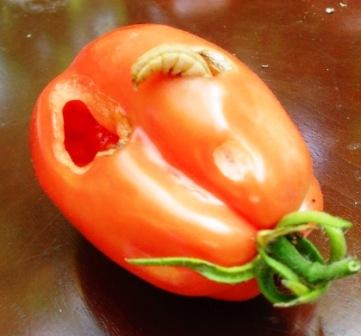 Tomatenlindwurm.JPG