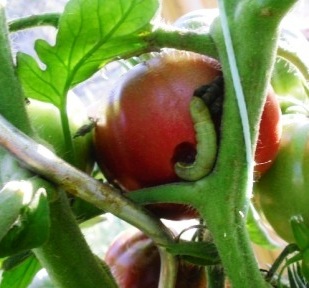 Gruner_Tomatenlindwurm.JPG