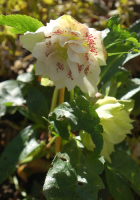 Helleborus_0010_82567.jpg