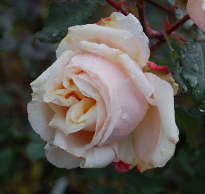 Caramella_0010__82424.jpg