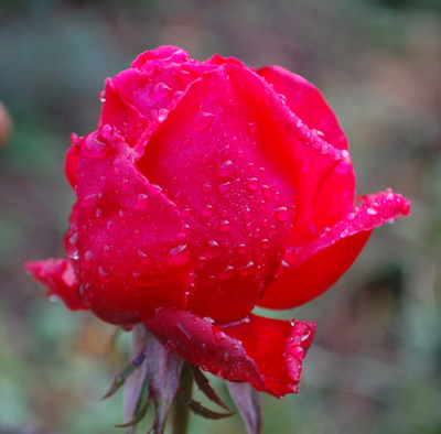 Duftwolke_0010__82417.jpg