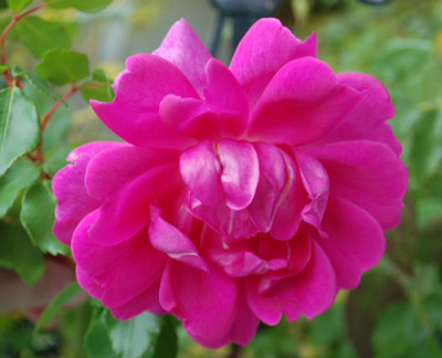 Mme_Solvay_0011_82407.jpg
