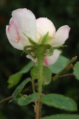 Mousseline_0010__82414.jpg