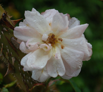 Mousseline_0011__82415.jpg
