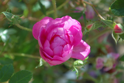 Lavender_Cover_0010__82485.jpg