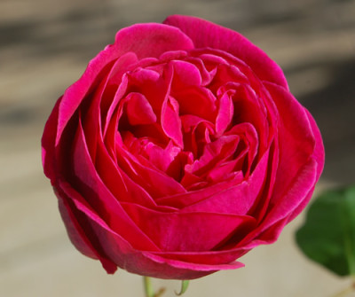 Mme_Cecile_Morand_0010__82433.jpg