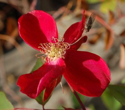 Sanguinea_0010__82464.jpg