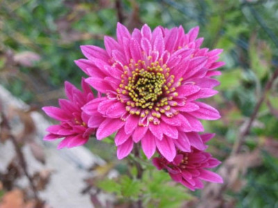 chrysan1.JPG
