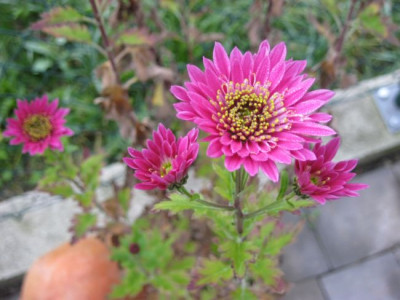 chrysan2.JPG