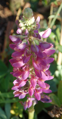 Lupine_Gallery_0010__82440.jpg