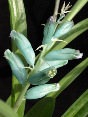 K800_L._viridiflora_2GD_11.2010.JPG