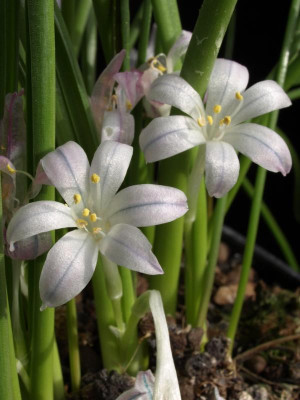 K800_Polyxena_odorata1.JPG