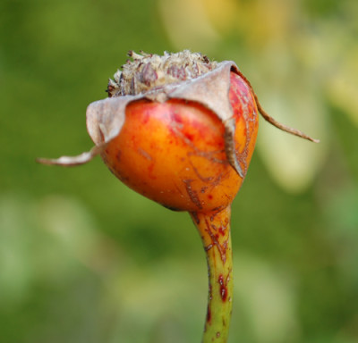 Urdh_0010__82358.jpg