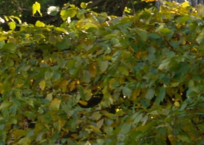 haengedings2_2010-10.jpg
