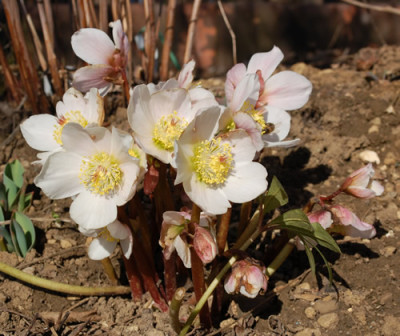 Helleborus_niger_0015__3281.jpg