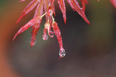 pinkdwarf_11141.jpg