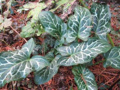 arum_ital_angelique.jpg