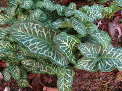 arum_ital_3747.jpg