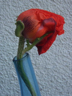 100_3900_web.jpg