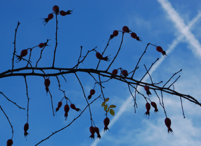 Highdownensis_0011__82501.jpg
