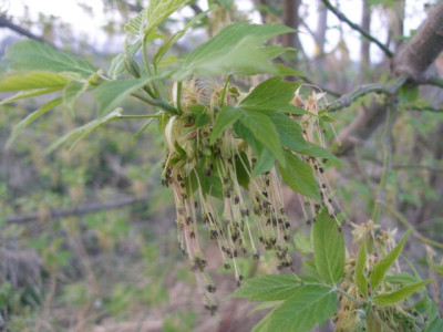 acer_sp..jpg