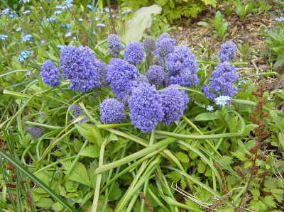 Muscari_armeniacum_Blue_Spi.jpg