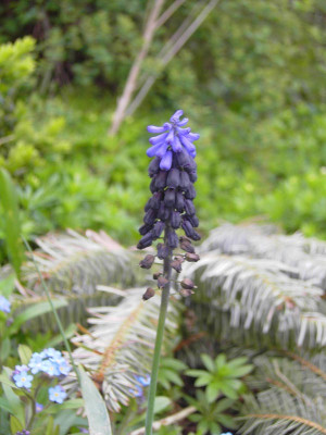 Muscari_latifolium-1.jpg