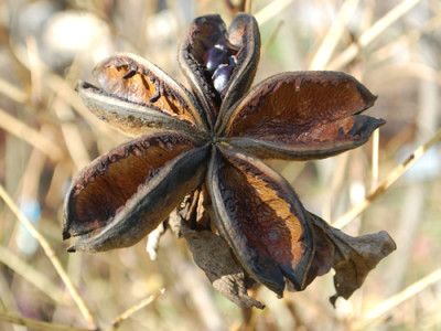 Xue_Lian_falsch_0010__82551.jpg