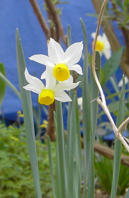 Narcissus_Minnow-1.jpg