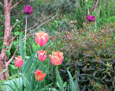 Euph_dul_chamae_tulpen.jpg