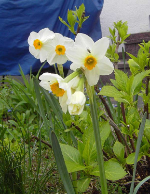 Narcissus_Geranium-1.jpg